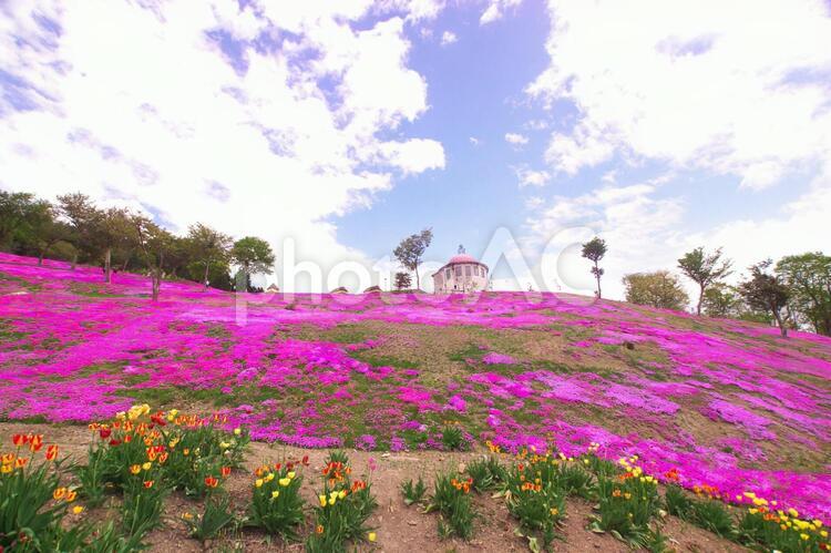 ピンクに染まった芝ざくら滝上公園 芝桜,春,観光の写真素材