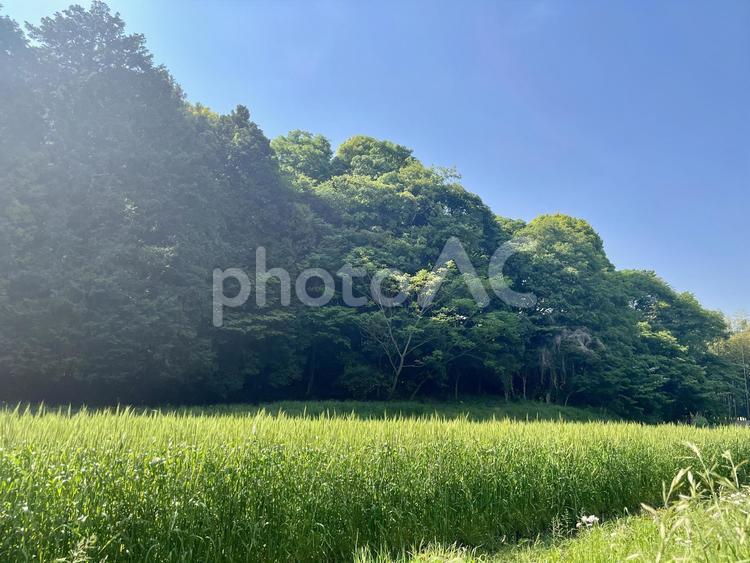 田んぼの中で 田んぼ,稲作,郊外の写真素材