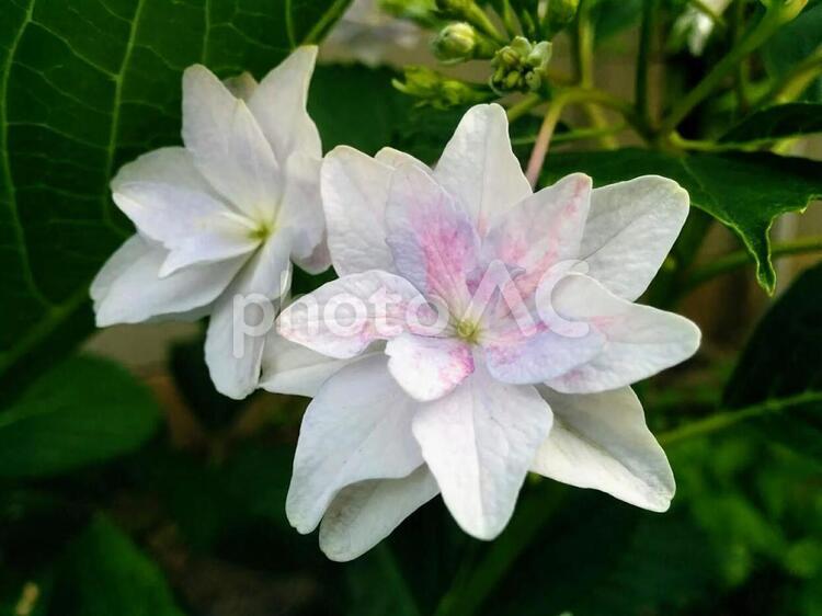 花　ガクアジサイ　紫陽花　あじさい　アジサイ　謙虚　移り気　家族団欒　冷淡　無情　2 ガクアジサイ,アジサイ,紫陽花の写真素材