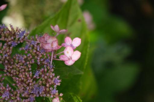 紫陽花 紫陽花 紫陽花,水辺,池の写真素材