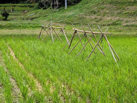稲架掛け 稲架掛け 稲架掛け,はさがけ,稲掛の写真素材