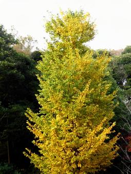 山林に立つ黄葉の進む大銀杏の木 イチョウ,木,樹木の写真素材