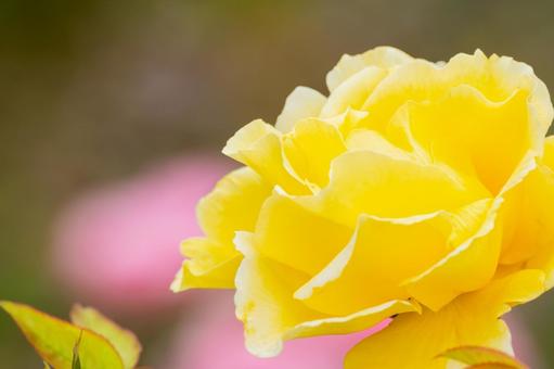 秋のバラ⒇ 秋のバラ⒇ 花,バラ,秋の写真素材