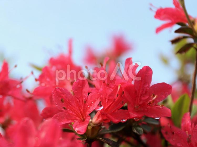 赤色のツツジにしずく ツツジ,花,花びらの写真素材