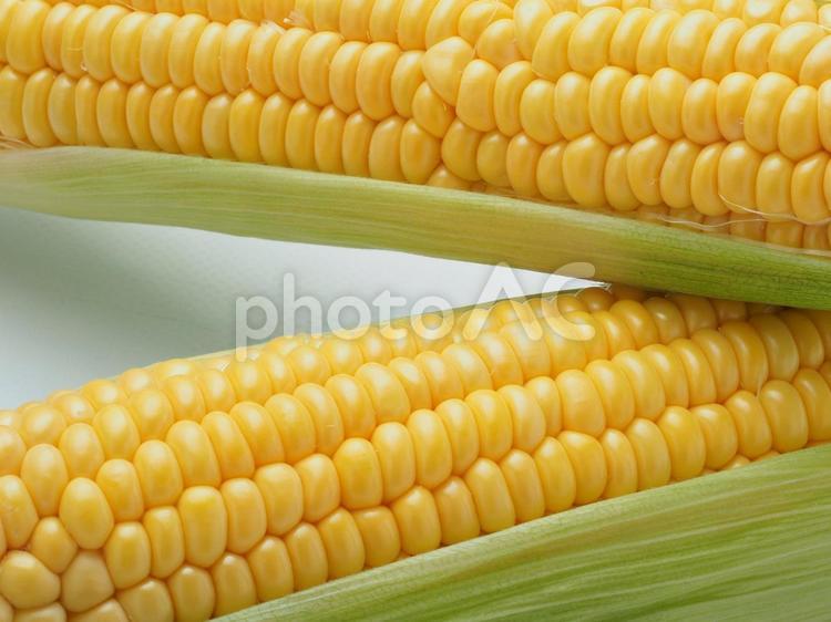 とうもろこし とうもろこし,白バック,夏野菜の写真素材