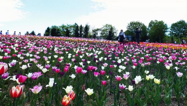 満開に咲き誇るチューリップ畑 滝野すずらん,チューリップ,花の写真素材