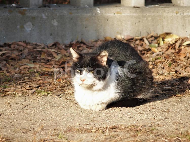目つきの悪い野良猫　０１ 野良猫,野良,猫の写真素材