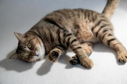 くつろぐキジトラ猫 くつろぐキジトラ猫の写真