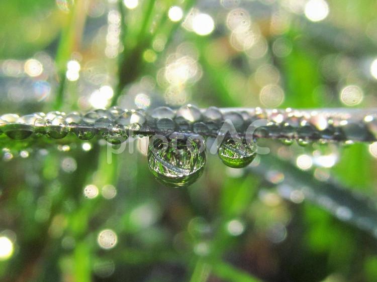 水滴と緑葉と朝の光Water drops 水滴,すいてき,waterの写真素材