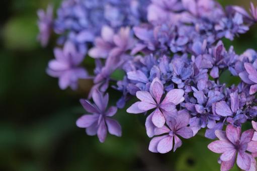 紫陽花 紫陽花の写真