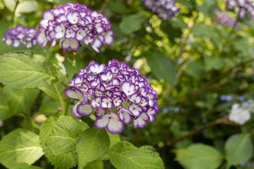 紫陽花 紫陽花の写真