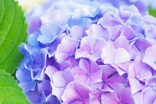 Hydrangea, JPG