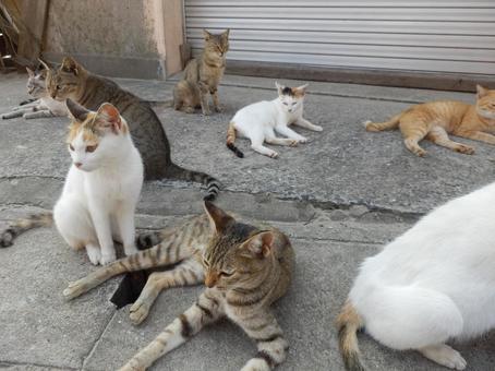 沢山の可愛い猫たち 沢山の可愛い猫たちの写真