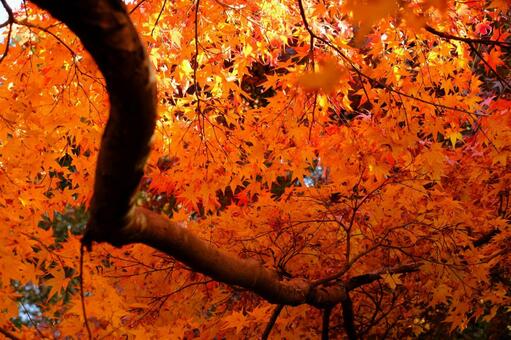 紅葉 紅葉,モミジ,秋の写真素材