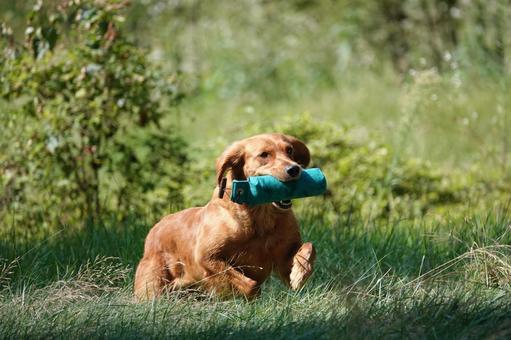 The Retrievers The Retrievers 犬,大型犬,レトリーバーの写真素材