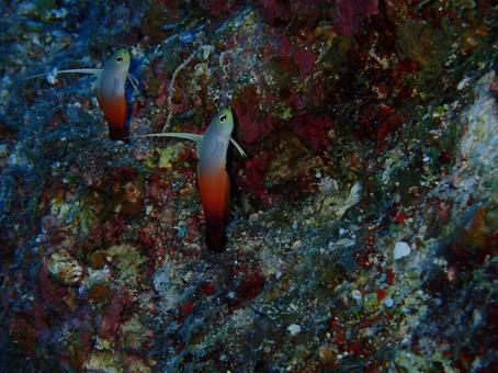 ハタタテハゼ ハタタテハゼ 魚,沖縄,海の写真素材