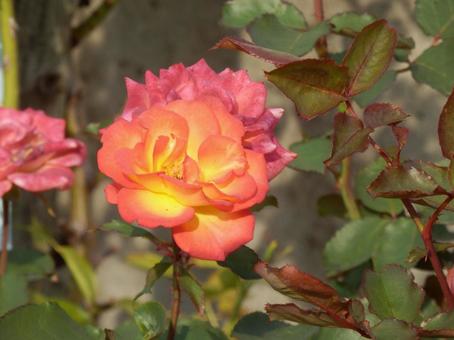 【薔薇の写真】バラの花 バラ,薔薇,植物の写真素材