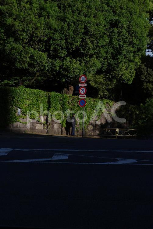 元赤坂のツタのある塀に部分的に朝日が差す ツタ,元赤坂,光の写真素材