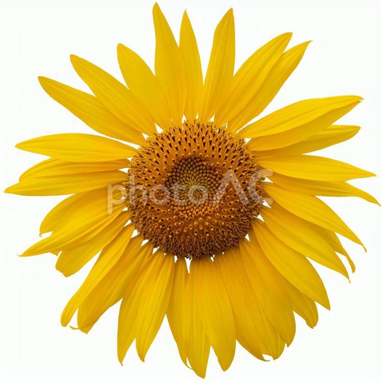 ひまわり PSD 切り抜き ひまわり,psd,切り抜きの写真素材