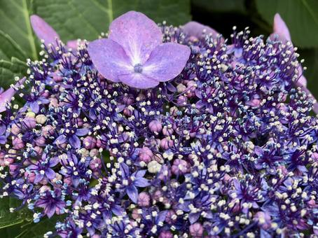 アジサイの花の写真