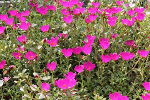 Photo, blooming landscape, garden species, colorful, 