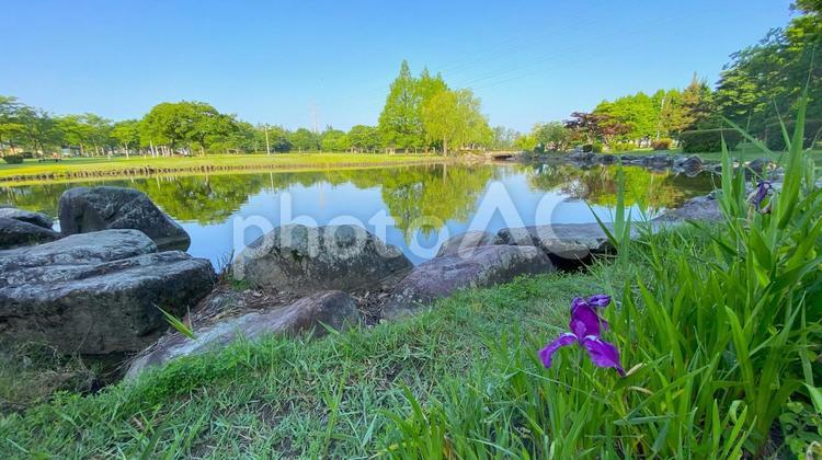 朝の北部公園（金沢市）：13 公園,春,夏の写真素材