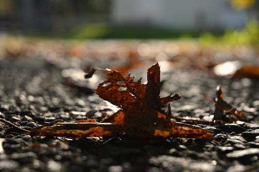 落ち葉 落ち葉,ローアングル,道の写真素材