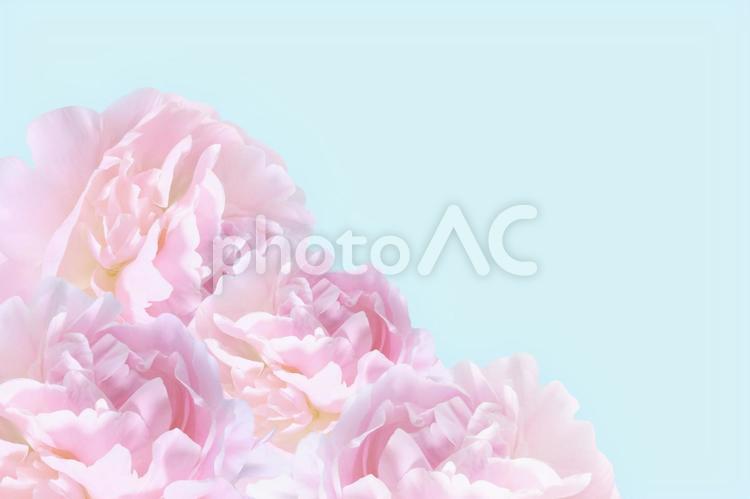 ピンクのシャクヤクの花　薄いブルーの背景 シャクヤク,八重咲き,ピンクの写真素材