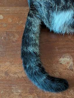 ねこ　しっぽ　モフモフ ねこ,横顔,ペットの写真素材
