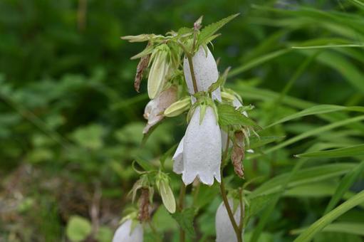 White campanula flowers taken in my garden, JPG