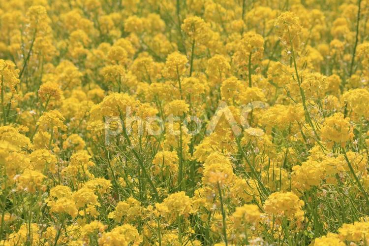 黄色い絨毯　菜の花 菜の花,アブラナ科,春の写真素材