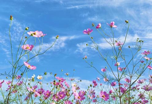 青空とコスモス4 青空とコスモス4 コスモス,秋桜,ピンクの写真素材