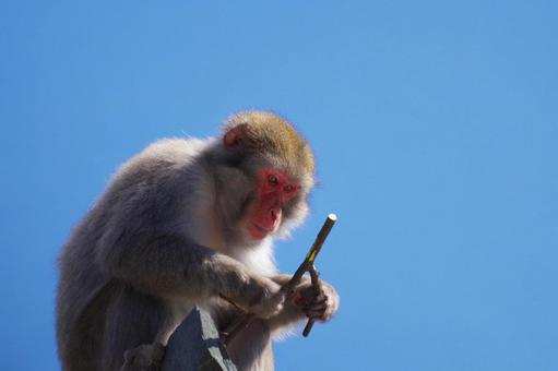 サル サル,青空,空の写真素材