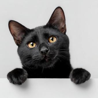 壁から顔を出す黒猫の写真