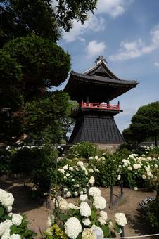 Photo, hydrangea, flower, ziyang temple, 