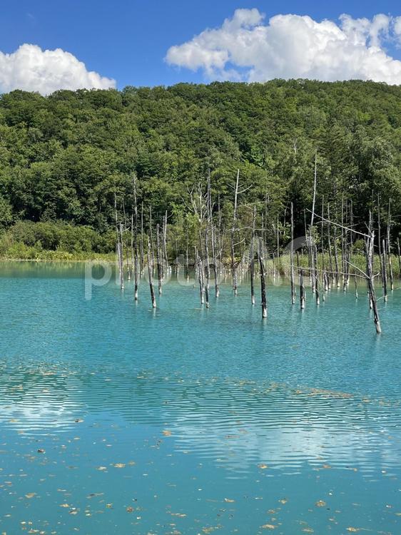 北海道白金青い池 北海道,美瑛,白金の写真素材