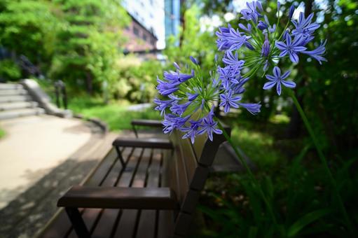 ベンチと紫の花 ベンチと紫の花の写真