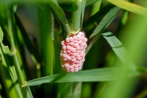 水草に産み付けられたジャンボタニシの卵 水草に産み付けられたジャンボタニシの卵の写真