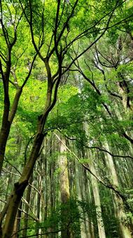 宮崎県 高千穂 パワースポット 宮崎県 高千穂 パワースポット 宮崎県,高千穂,パワースポットの写真素材