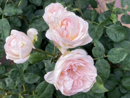 バラ バラ バラ,ローズ,花びらの写真素材