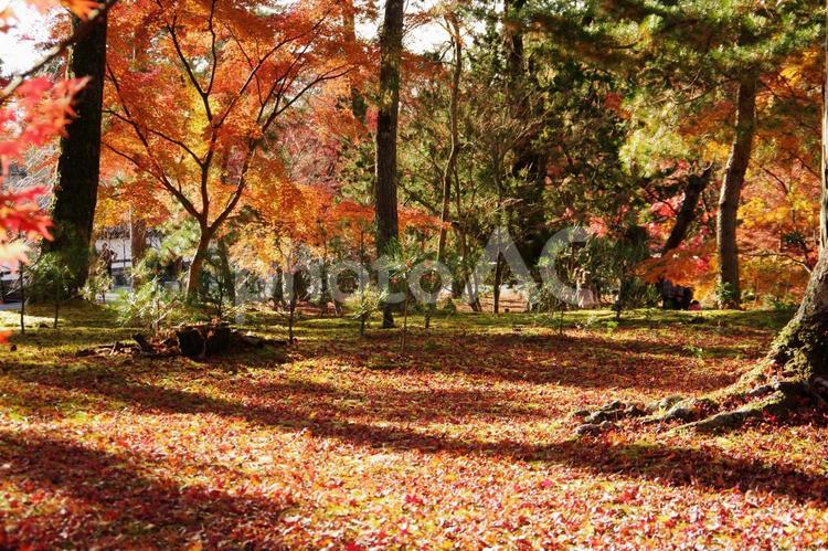 もみじの絨毯 紅葉,落葉,もみじの絨毯の写真素材