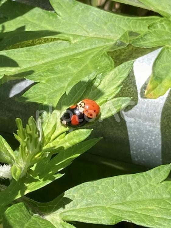 てんとう虫の交尾 てんとう虫,草むら,春の写真素材