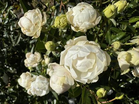 秋バラ 白 秋バラ 白 秋バラ,薔薇,山下公園の写真素材