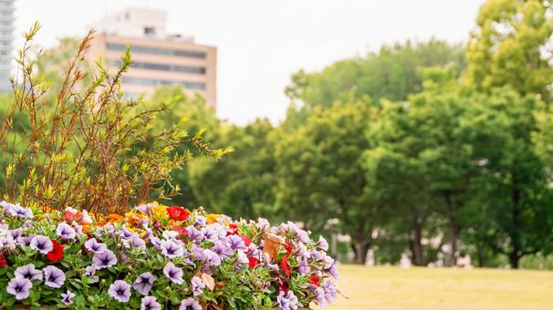 Photo, park, flower, office town, 