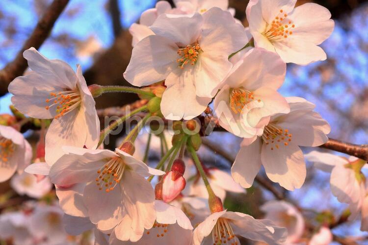 さくら　桜 さくら,桜,サクラの写真素材