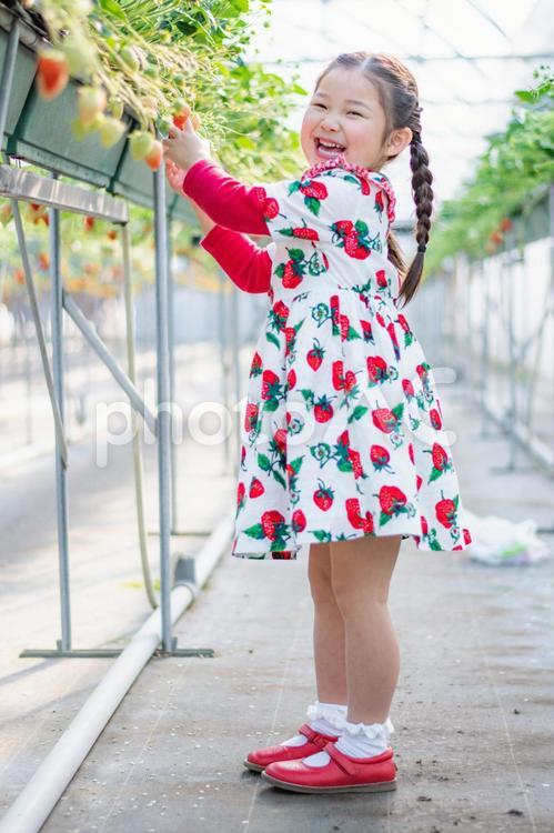 いちご狩りをする女の子 いちご狩り,いちご,笑顔の写真素材