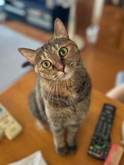 かしげる猫 かしげる猫の写真