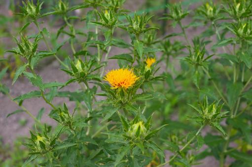Photo, safflower, benbana, flower, 