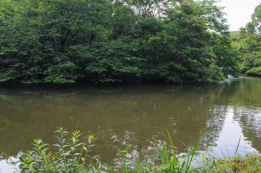 和田堀公園の和田堀池 和田堀公園の和田堀池の写真