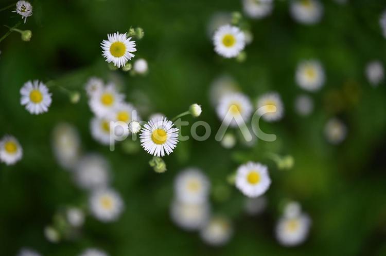 ヒメジョオン ヒメジョオン,花,白の写真素材